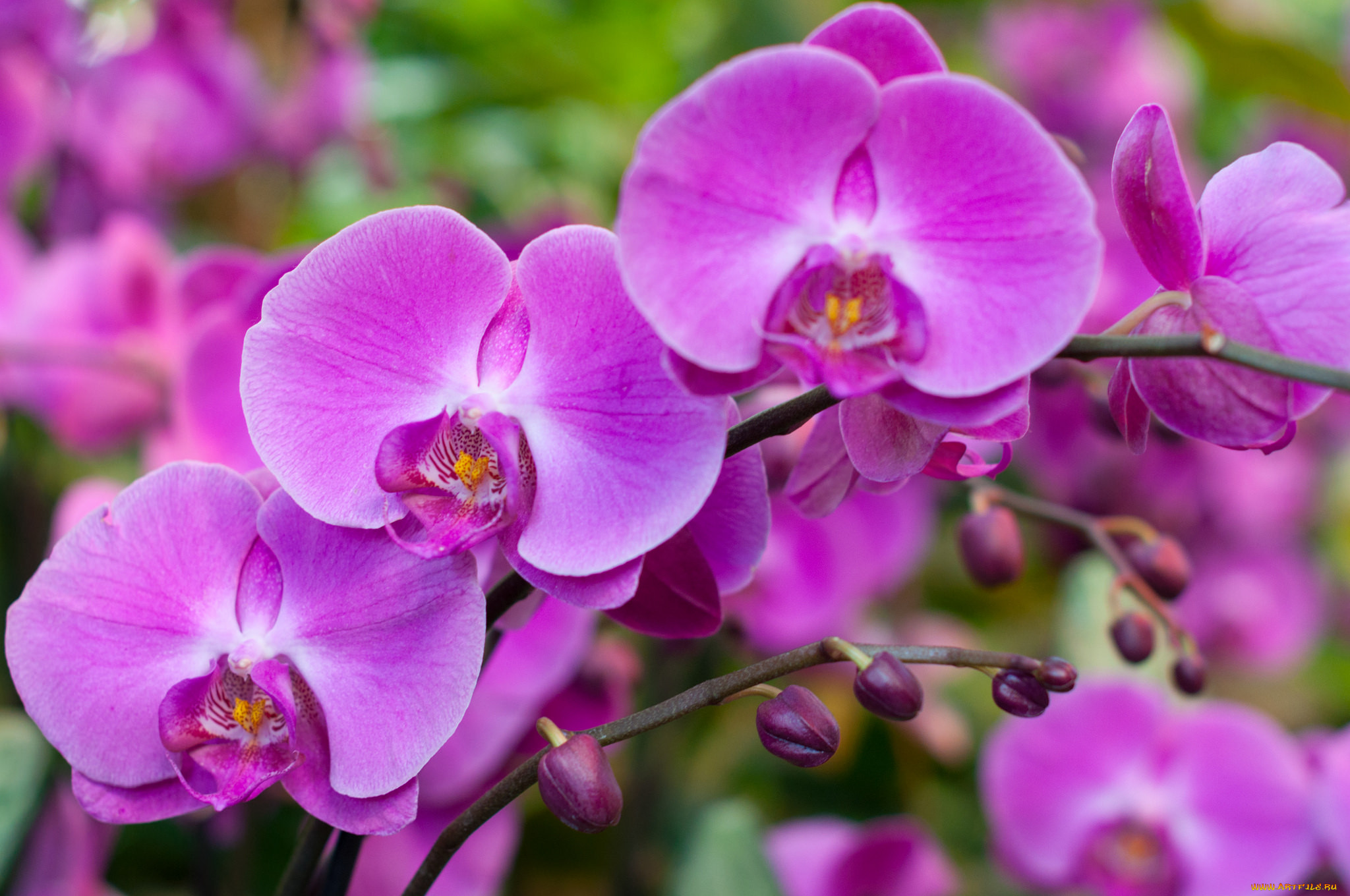 , , orchids, flowers, , flowering